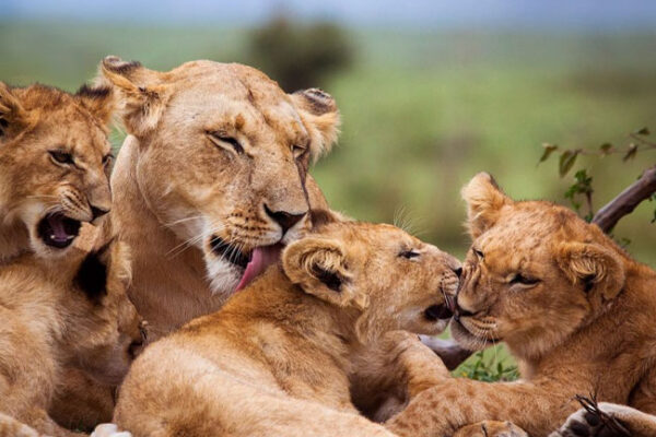 Safari from Zanzibar — Northern Circuit 3 Days