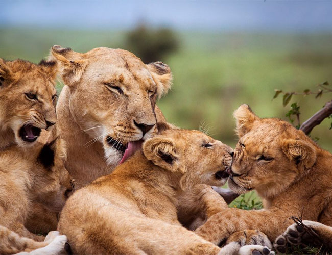 Safari from Zanzibar — Northern Circuit 3 Days