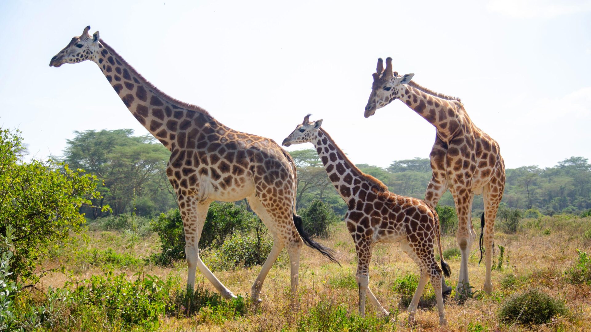 What to Expect on a Kenya Safari