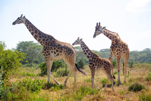 What to Expect on a Kenya Safari