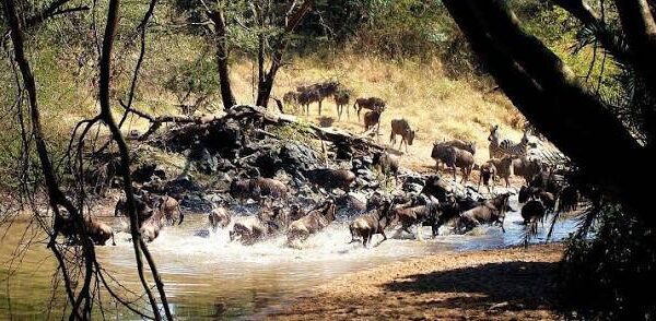 Wildebeest Migration Safari — Western Corridor