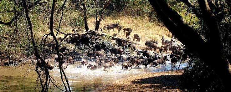 Wildebeest Migration Safari — Western Corridor