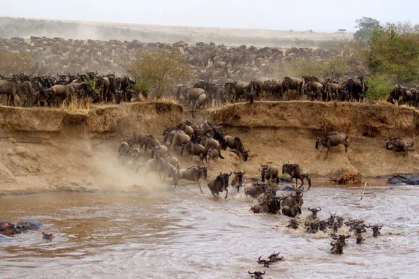 Book Great Wildebeest Migration Safari