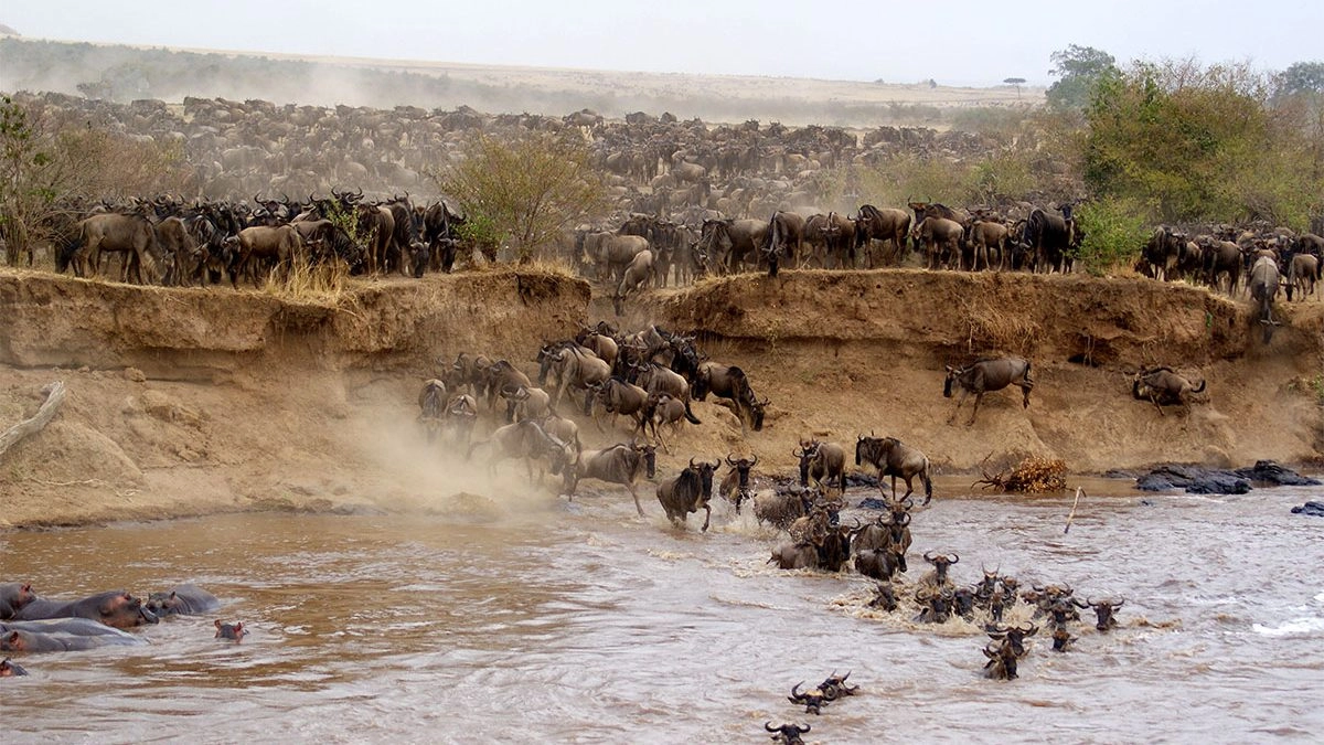 Book Great Wildebeest Migration Safari