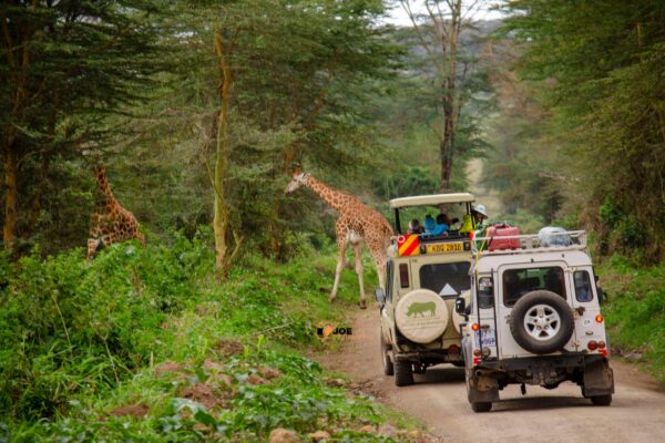 Private Wildlife Photography Safaris in Kenya