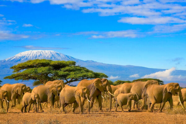 kenya travel guide